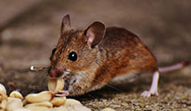 24 Hour & Emergency Exterminators in Westwood, NJ